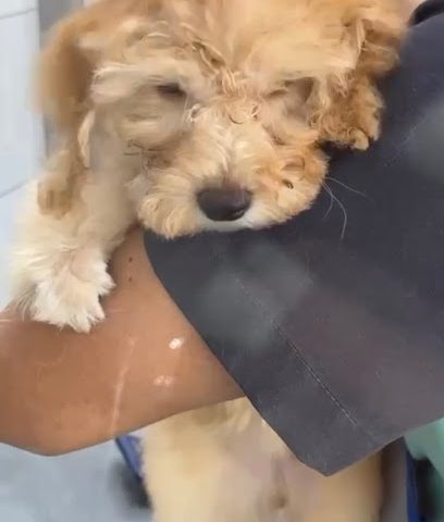 العامرات PVT. عيادة بيطرية - دكتور منصور عيادة بيطرية العامرات - العامرات - +968 9696 8084