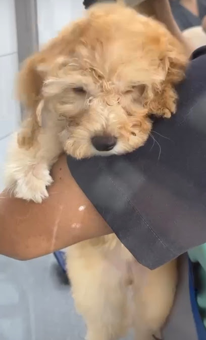 العامرات PVT. عيادة بيطرية - دكتور منصور عيادة بيطرية العامرات - Oman|Al Amarat 119|المحج