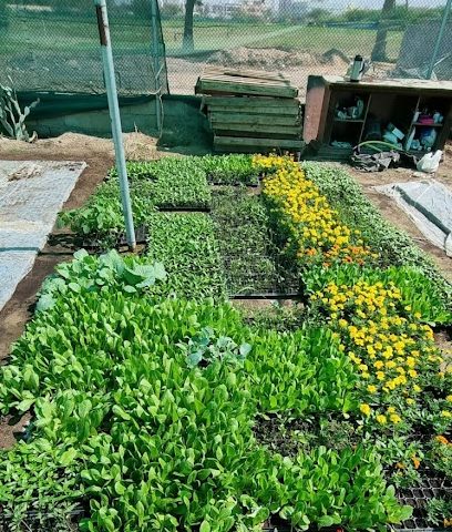 مشتل عيون آسيا - بركاء - +968 9522 9059