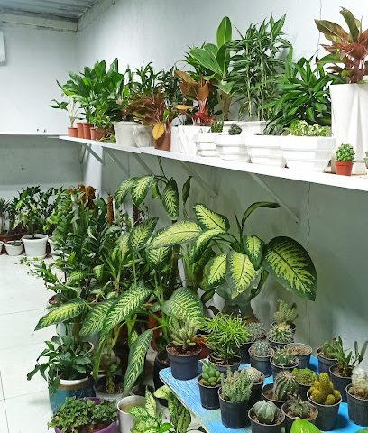 مشتل - ليوا -