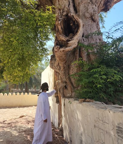 الصبارة - ادم ، -