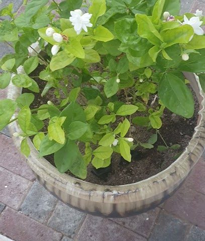 مركز اللغات مركز اللغات - السيب -