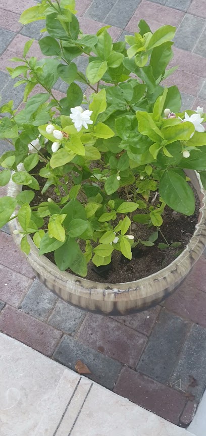 مركز اللغات مركز اللغات - Oman|Seeb|H5VC+59J