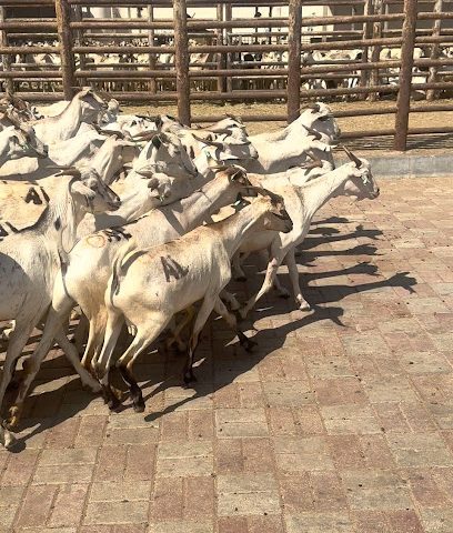 مصور سوهاج - مرباط - +968 9185 9644