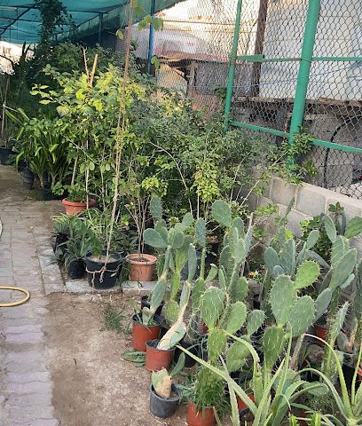 مشتل الانصب - مسقط -