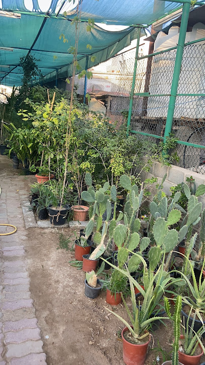 مشتل الانصب - Oman|Muscat|Unnamed Road