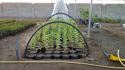 زراعة نباتات الزينة والشتلات - بركاء - +968 9112 3443